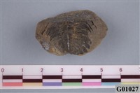 藏品(古生代化石)的圖片